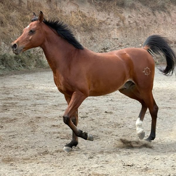 Screenshot_20260223_175931_WhatsApp