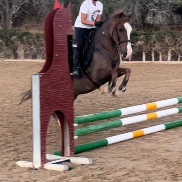 Screenshot_20260225_200546_WhatsApp