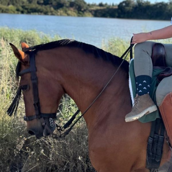 Screenshot_20260303_231918_WhatsApp