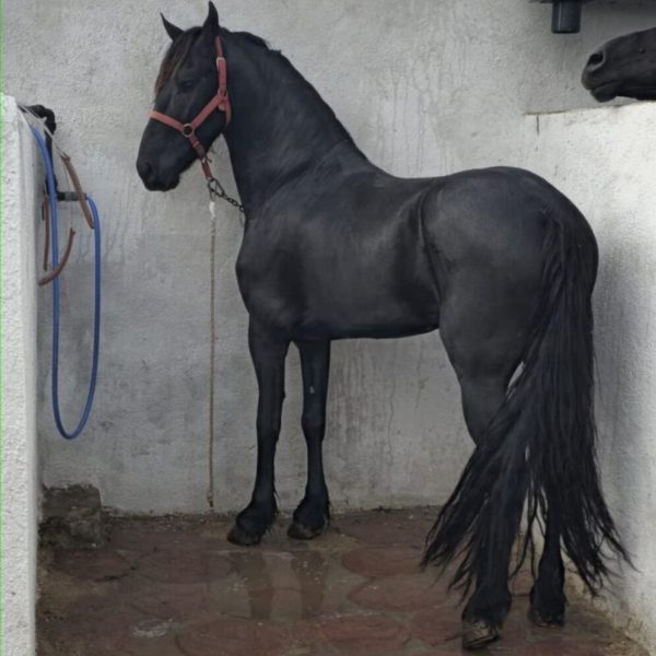 Screenshot_20260305_203839_WhatsApp