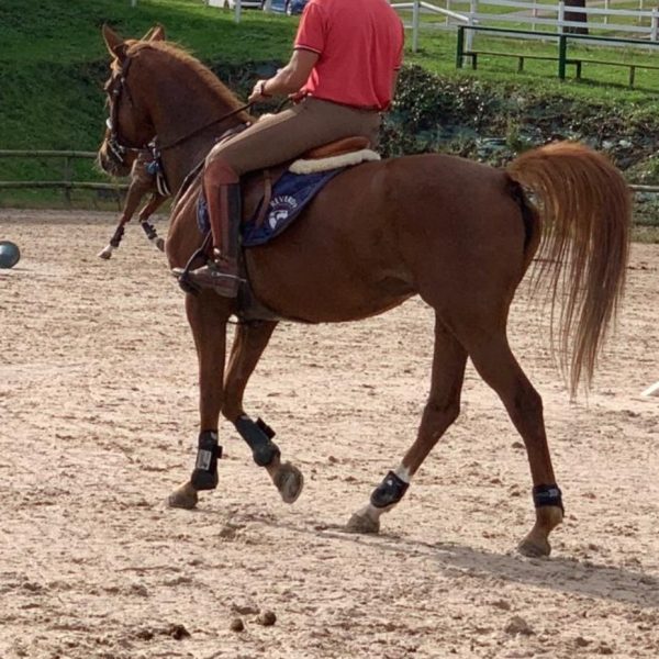 Screenshot_20260308_104936_WhatsApp (1)