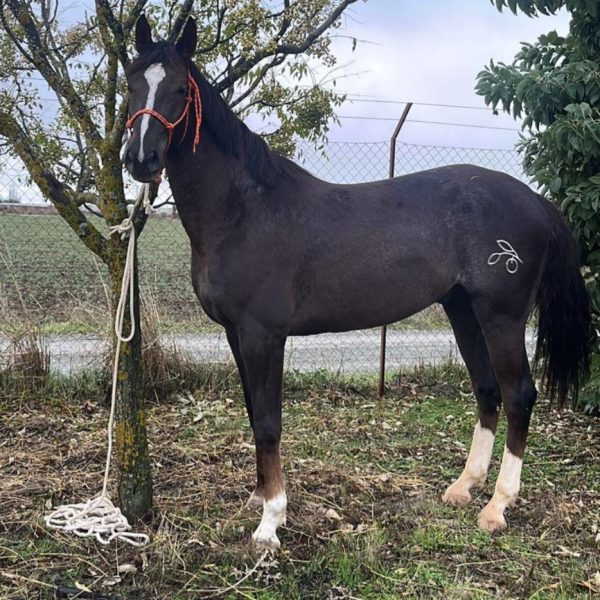 Screenshot_20260316_165519_WhatsApp