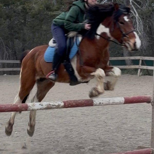 Screenshot_20260319_174035_WhatsApp