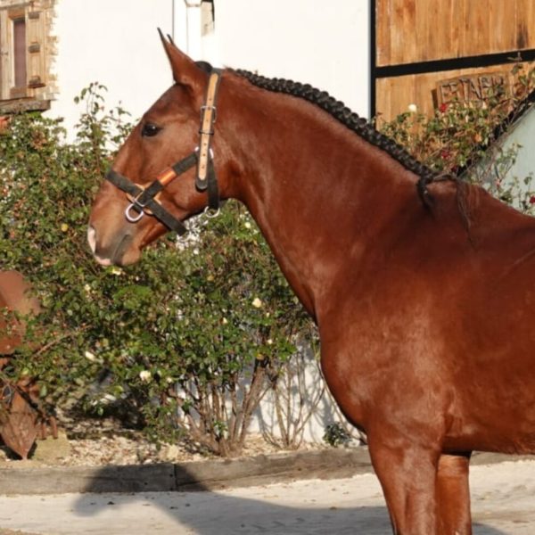 Screenshot_20260320_064757_WhatsApp