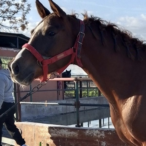 Screenshot_20260329_221335_WhatsApp