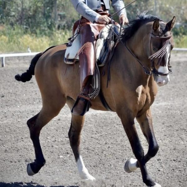 Screenshot_20260329_223312_WhatsApp