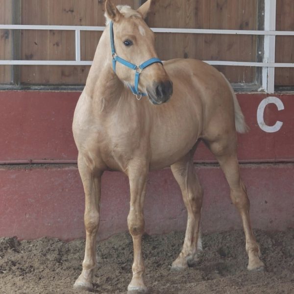 Screenshot_20260331_205825_WhatsApp