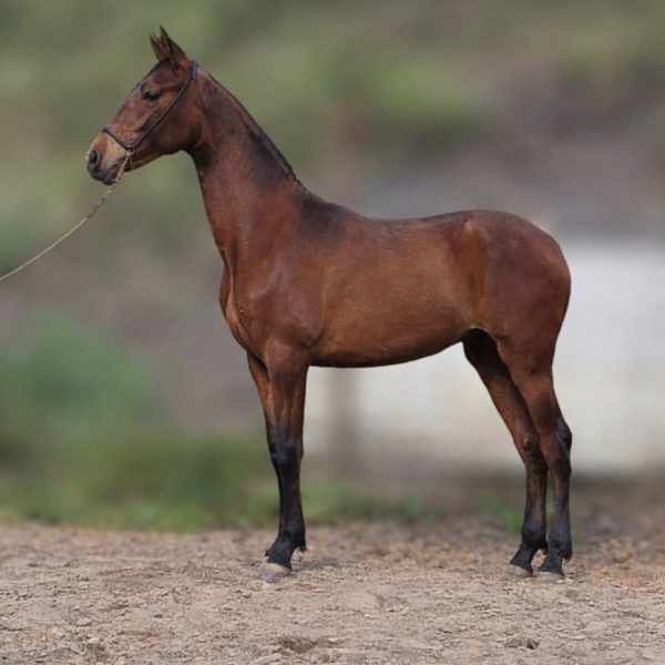 Screenshot_20260412_121947_WhatsApp