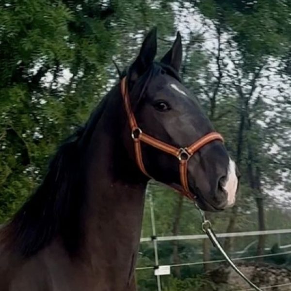 Screenshot_20260419_200204_WhatsApp