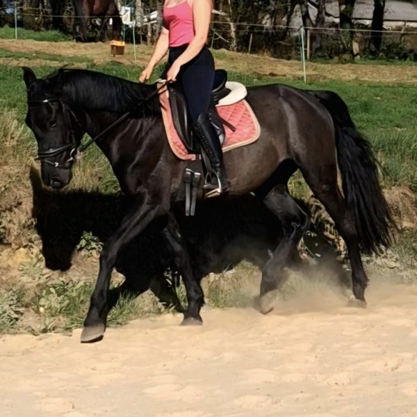 Screenshot_20260419_201300_WhatsApp