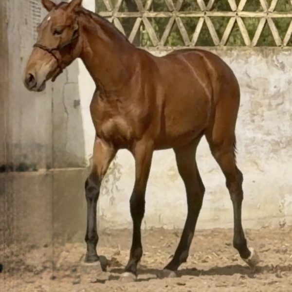 Screenshot_20260421_213341_WhatsApp