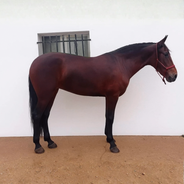 caballo competicion (1)